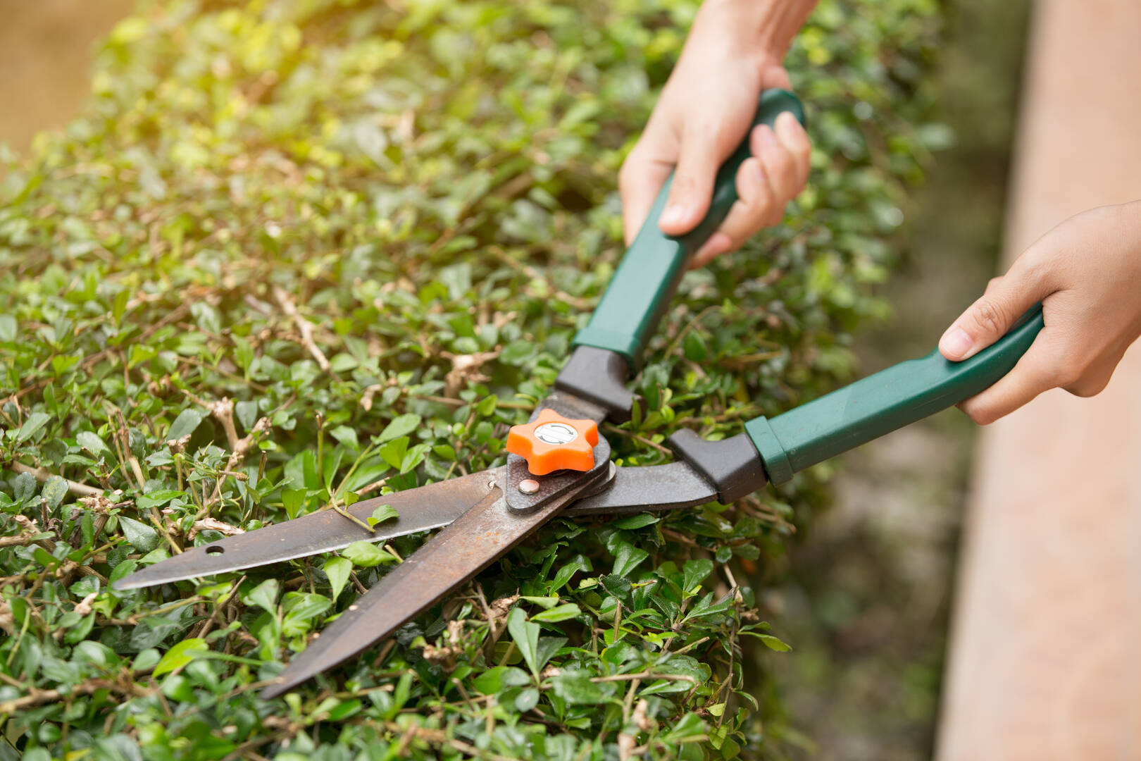 Waccamaw Landscaping & Construction, Inc logo