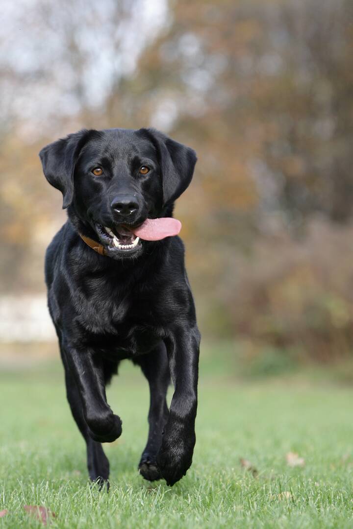 Pooch Perks logo