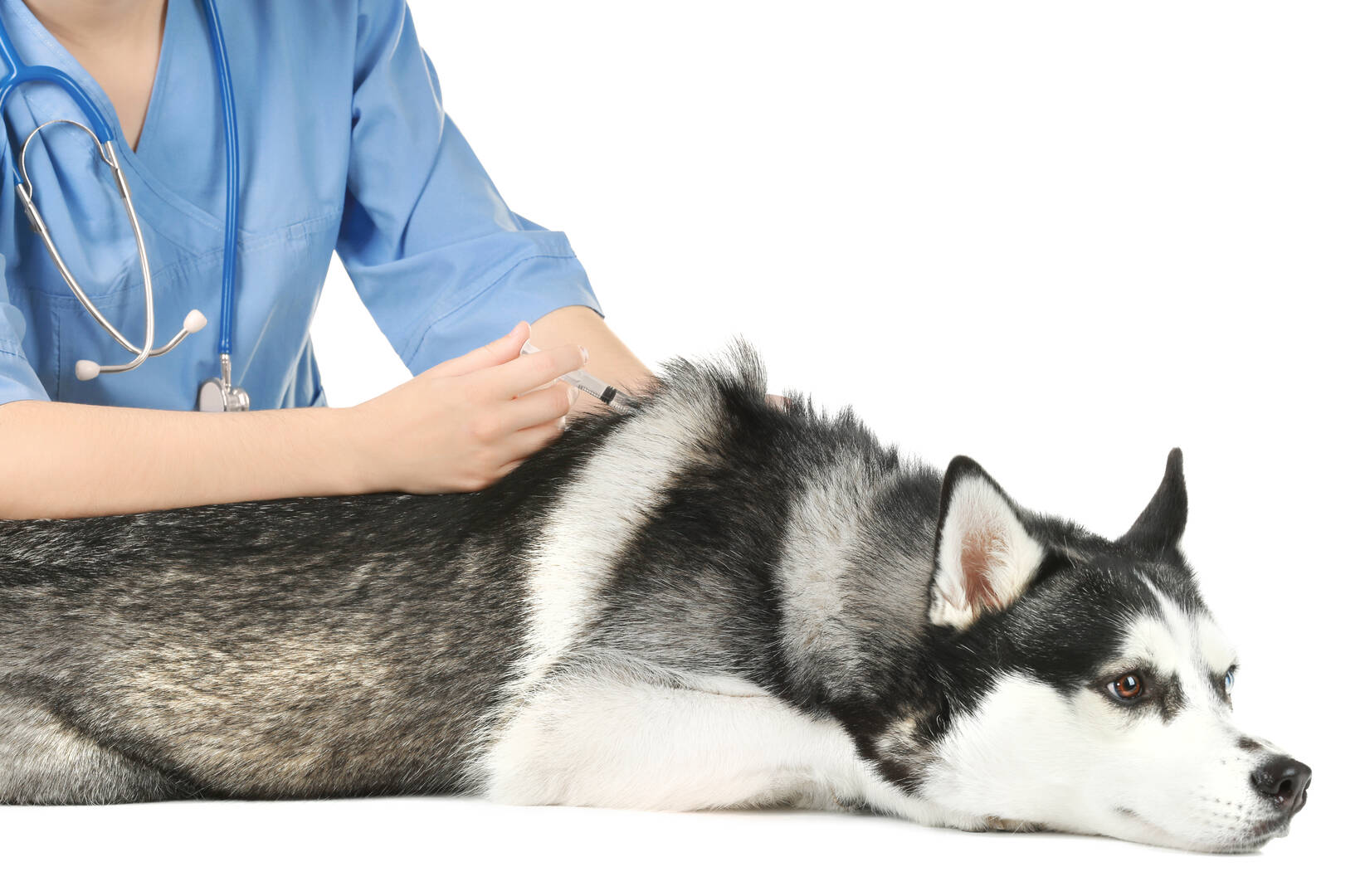Beaver Dam Veterinary Clinic logo